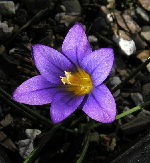 Romulea_ramiflora_br.jpg