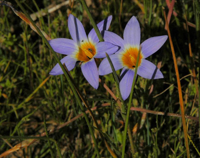 Romulea_tabularis_West_msi.jpg