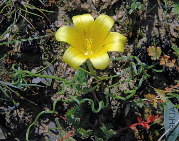 Romulea_tortuosa_Komsberg_br.jpg
