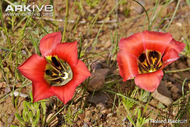 Romulea-sabulosa-flowers.jpg