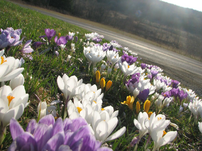 apr09crocusbank.jpg