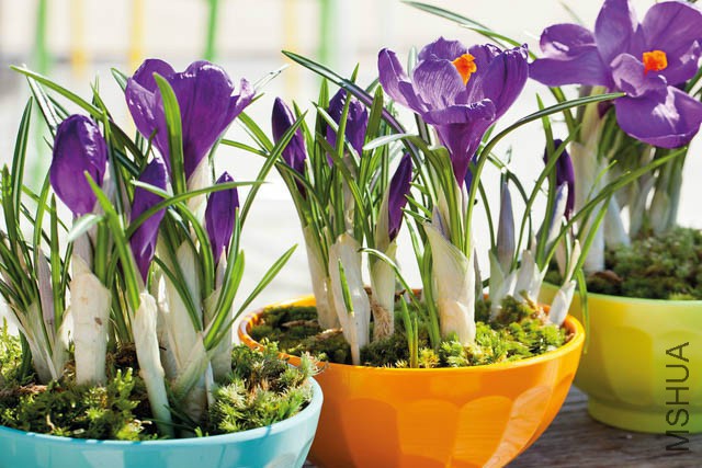 crocus flower record3.jpg