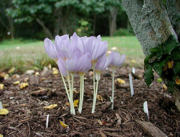Crocus_kot_var_kot_Reliant_a.jpg