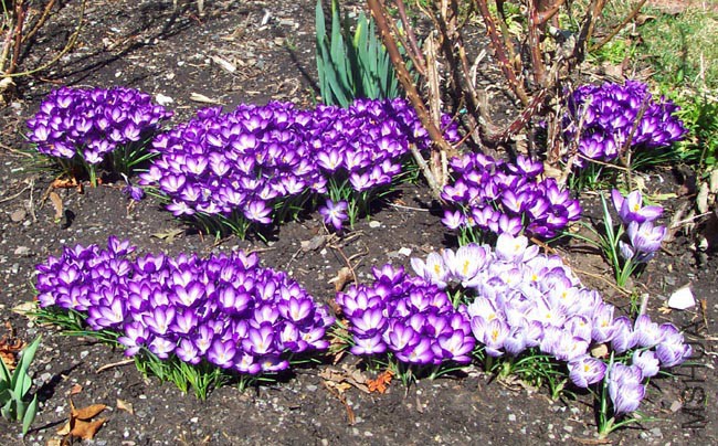 crocus2010_02.jpg