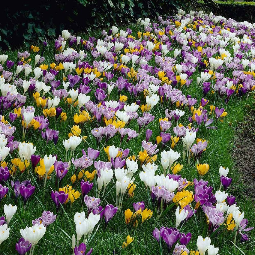 crocus-bed.jpg