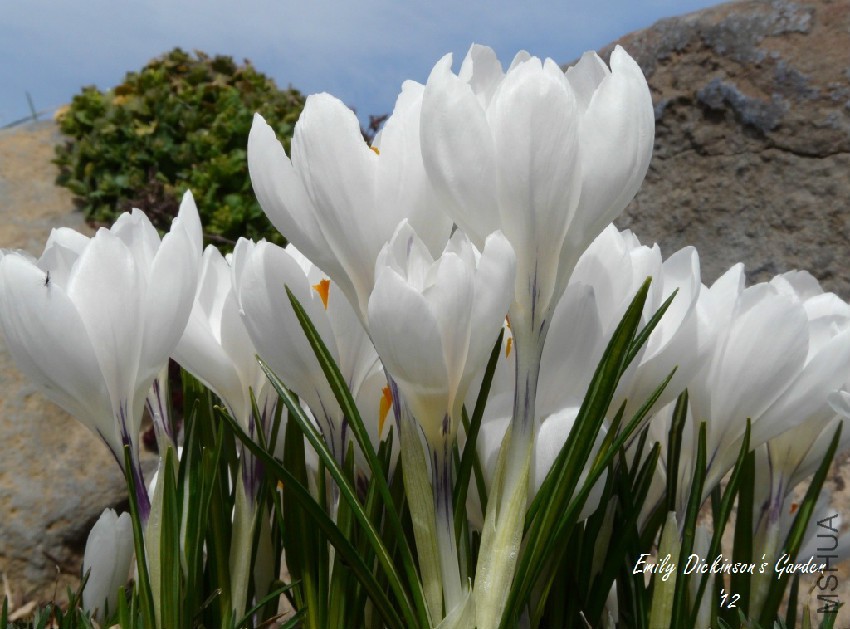 crocus-with-copyright.jpg