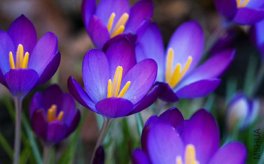 Purple_Crocus_Flowers_Wallpapers_4.jpg