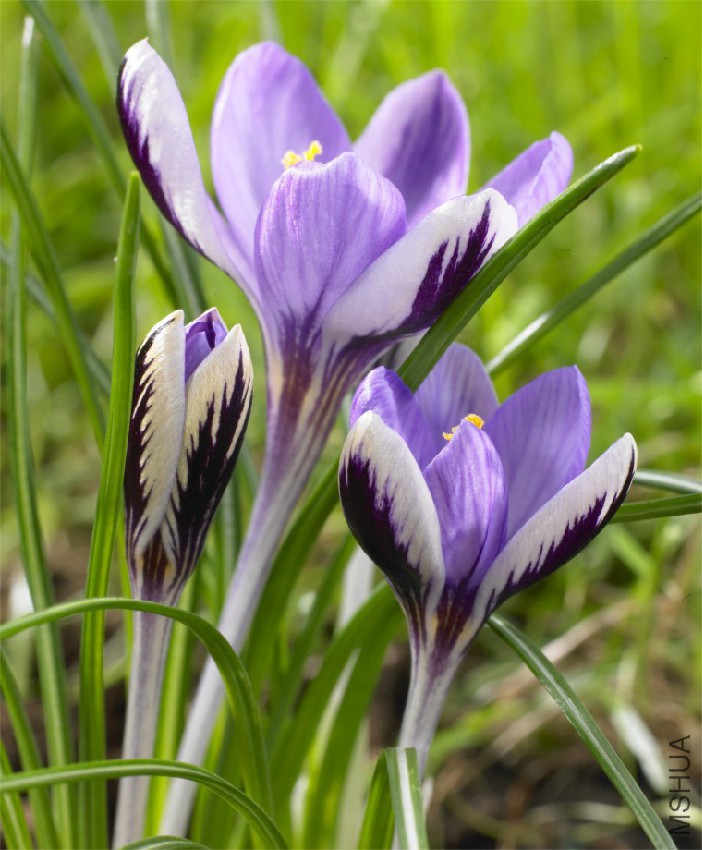 Species_Crocus.jpg