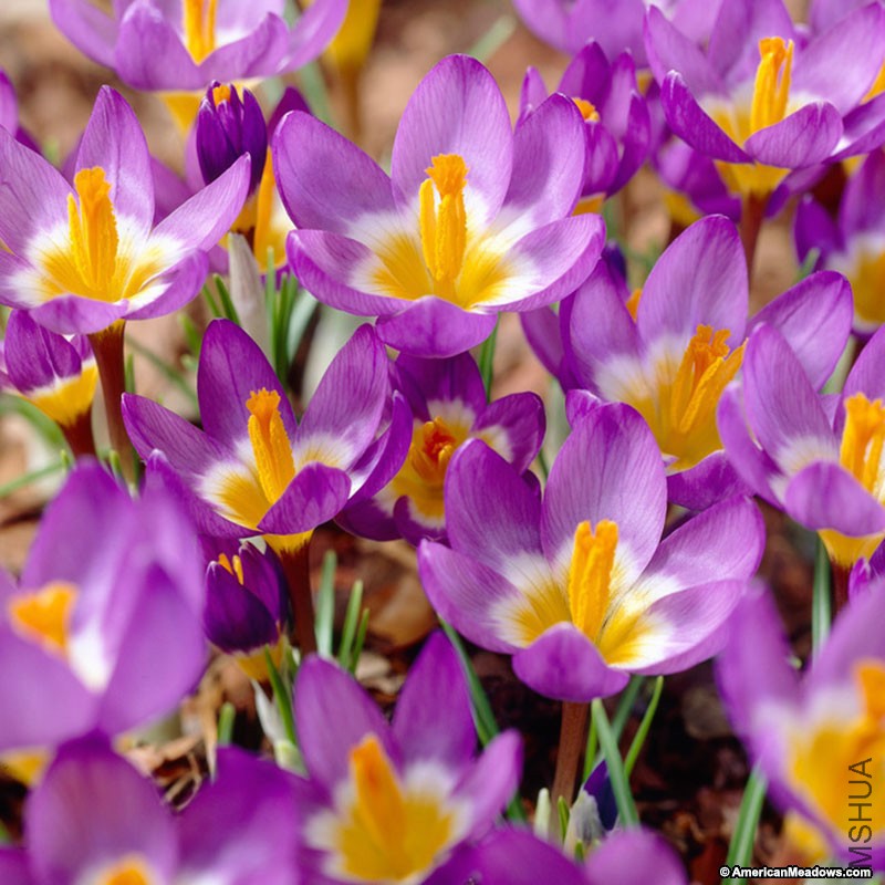 wild_crocus_tri_color_2.jpg