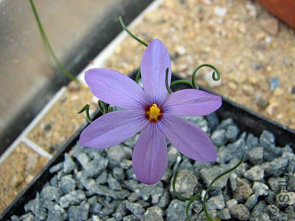 sizedSyringodea longituba18328.jpg