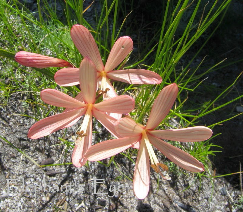 6 Geissorhiza sp_.jpg