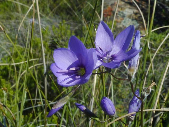 geissorhiza_aspera_04-09-11_1.jpg