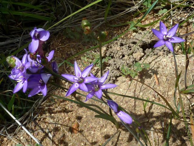 Geissorhiza aspera_14-09-11_1.jpg