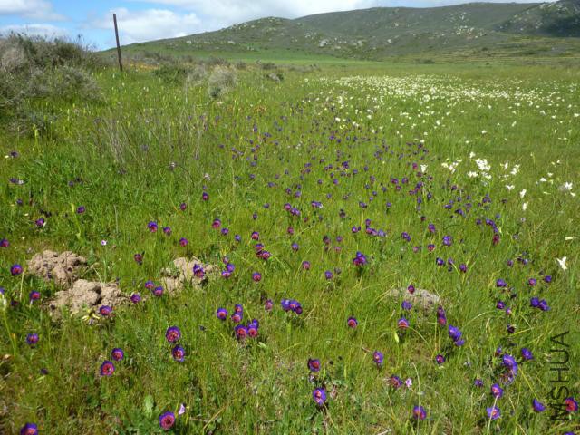 Geissorhiza radians_14-09-11_3.jpg