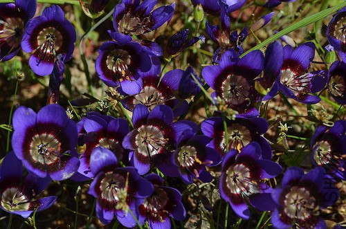 geissorhiza-monanthos.jpg