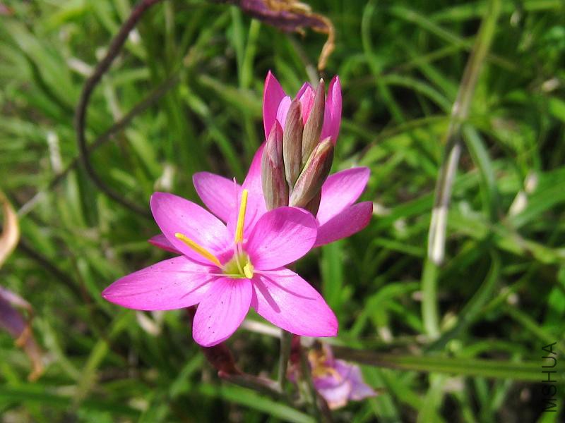 Hesperantha baurii-Sentinal Peak-14-02-08.jpg