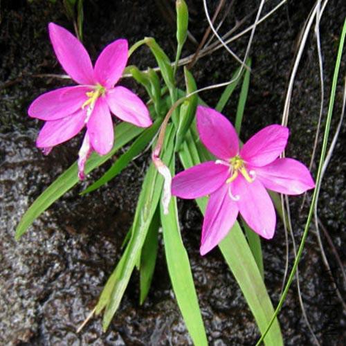 HESPERANTHA SCOPULOSA.jpg