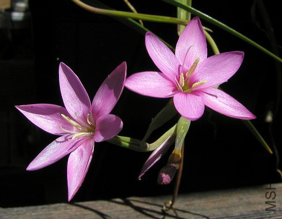 Hesperantha_baurii.jpg