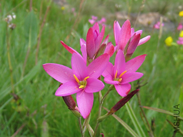 Hesperantha_baurii_Sentinel_Peak_CM.jpg