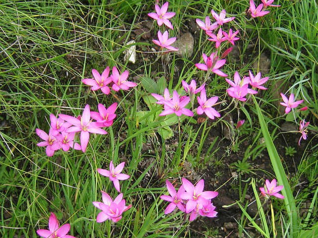 Hesperantha_baurii_Sentinel_Peak_CM2.jpg