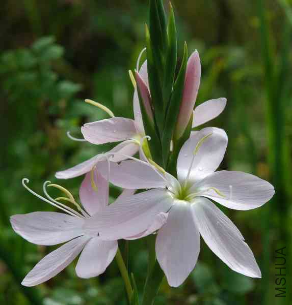 hesperantha_coccinea_palest_pink.jpg