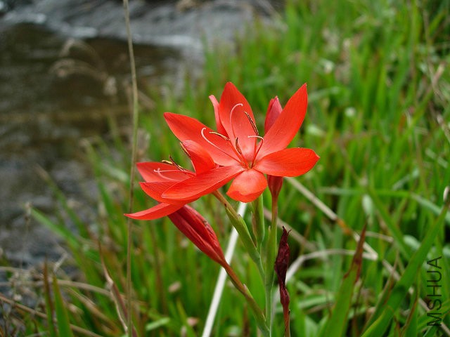 Hesperantha_coccinea_Stutterheim_CM.jpg