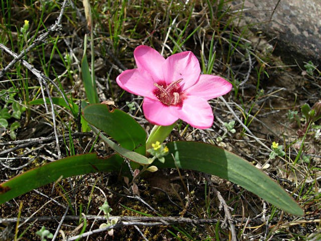 Hesperantha_humilis_Sutherland_CM.jpg