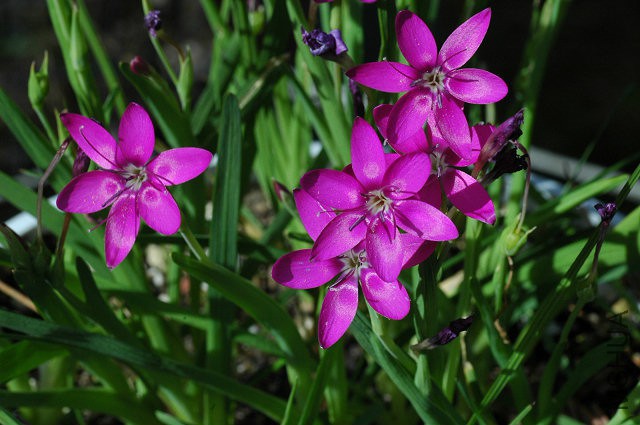 Hesperantha_latifolia_msi.jpg