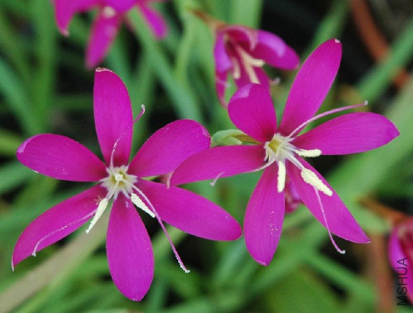hesperantha_oligantha.jpg