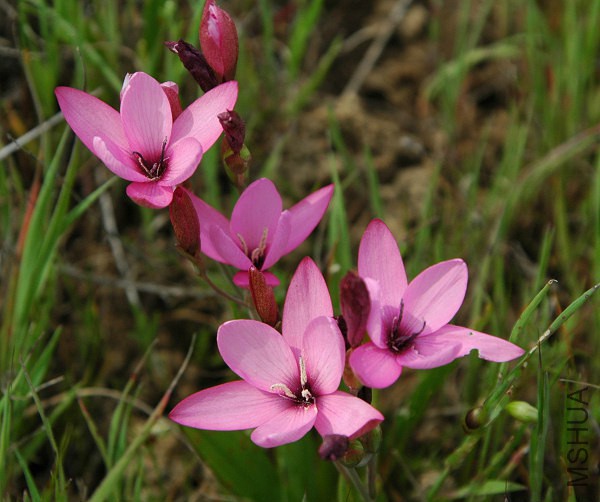 Hesperantha_pauciflora_Nieu_msi2.jpg