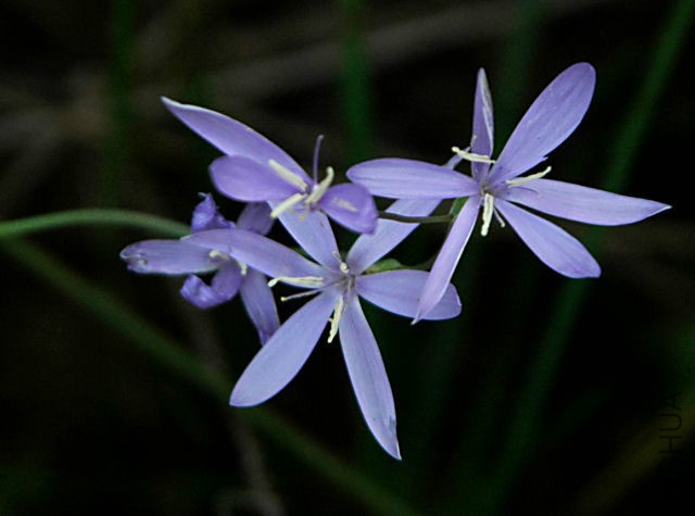 Hesperantha_pilosa_Bok_msi.jpg