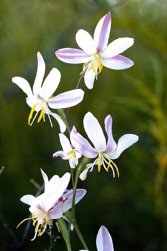 hesperantha-bachmanii-flowers-bob-gibbons.jpg