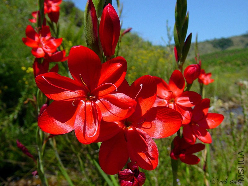 Hesperantha-coccinea-c.jpg