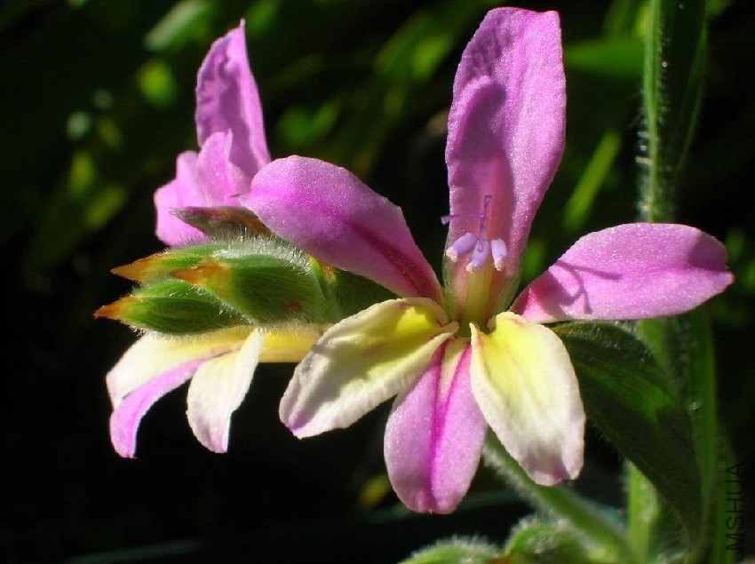 Babiana rubella 37.jpg