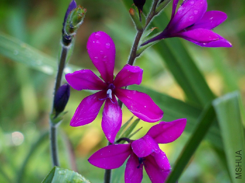 babiana-flower.jpg