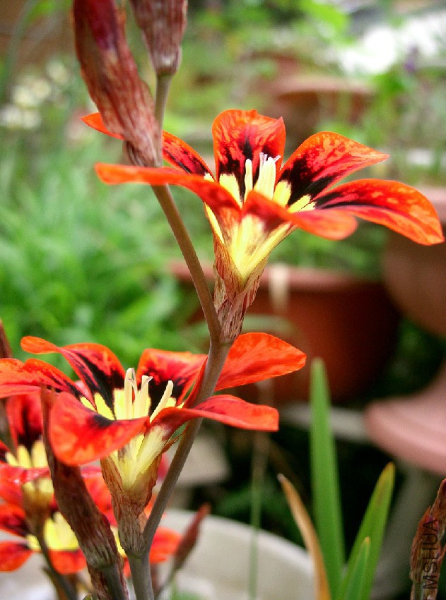 Sparaxis_tricolor2.jpg