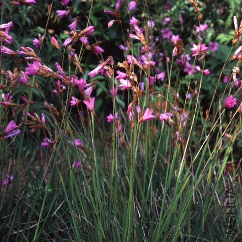 DIERAMA PAUCIFLORUM.jpg