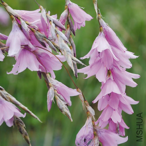 DIERAMA ROBUSTUM 2.jpg