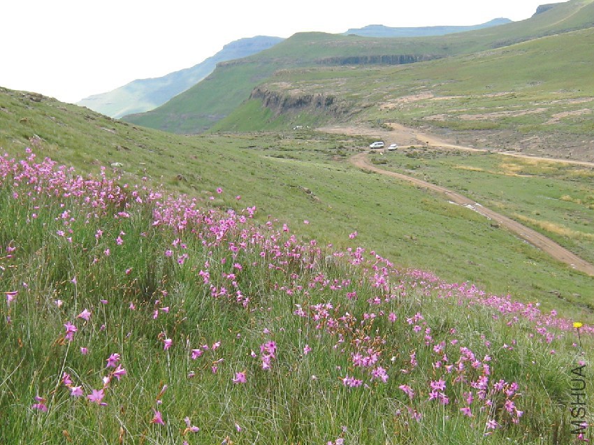 Dierama trichorhizum12-01-08-hab.jpg