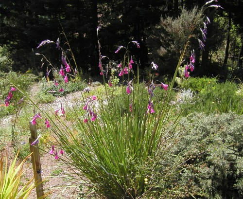 Dierama_clump.jpg