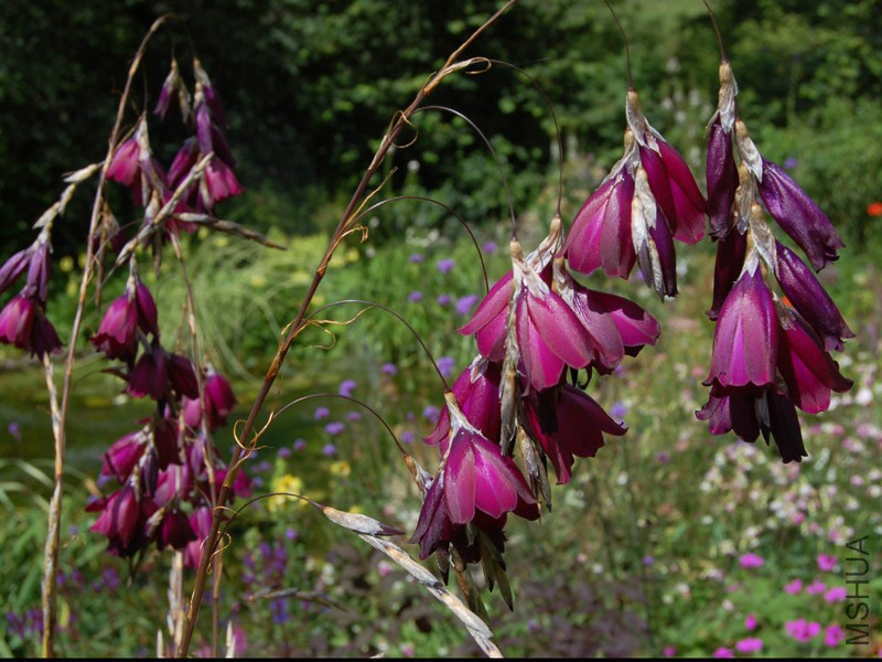 dierama_pulcherrimum_ex_deep_purple.jpg