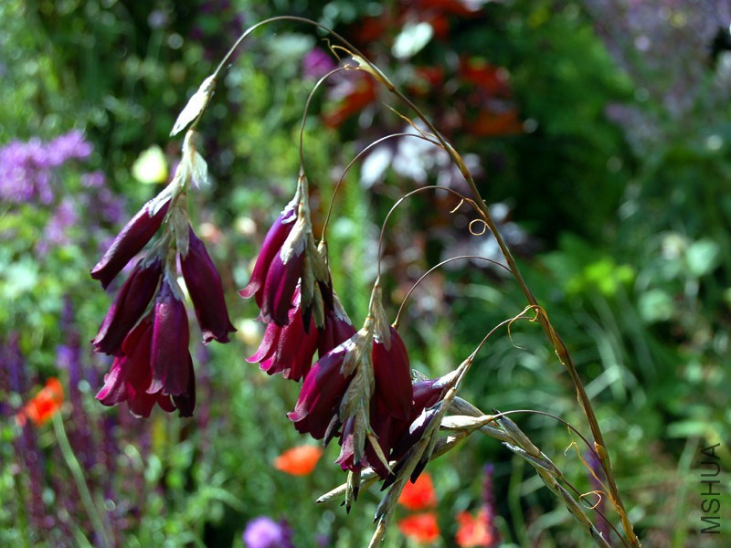 dierama_pulcherrimum_ex_deep_purple1.jpg