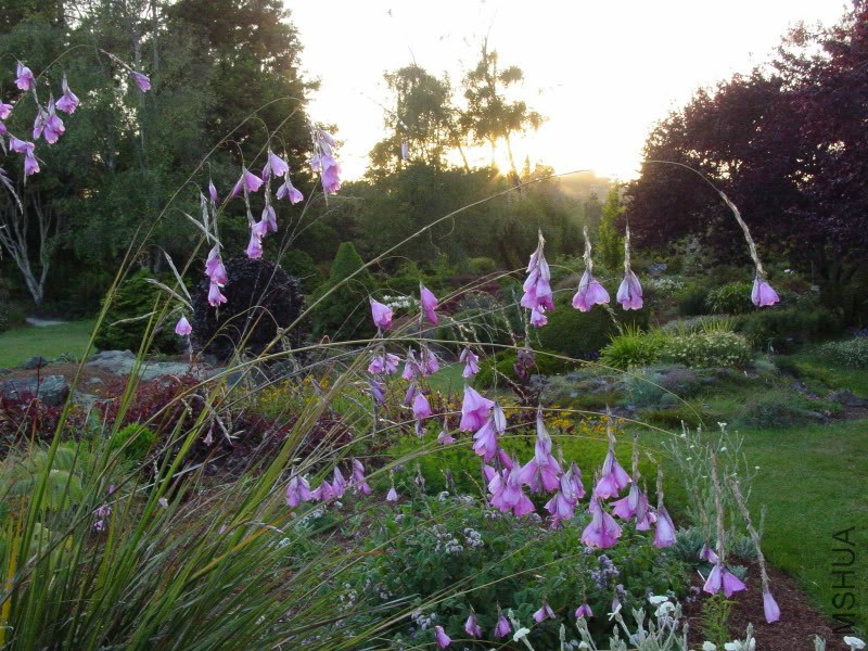Dierama_sunset.jpg