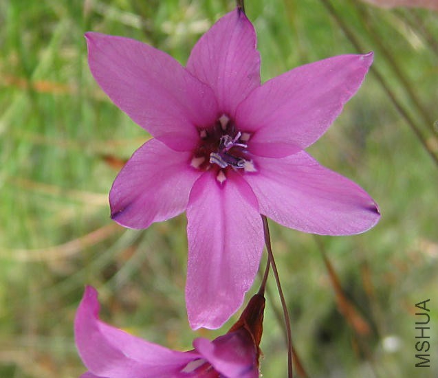 Dierama_trichorhizum_Naudes_Nek_CM.jpg