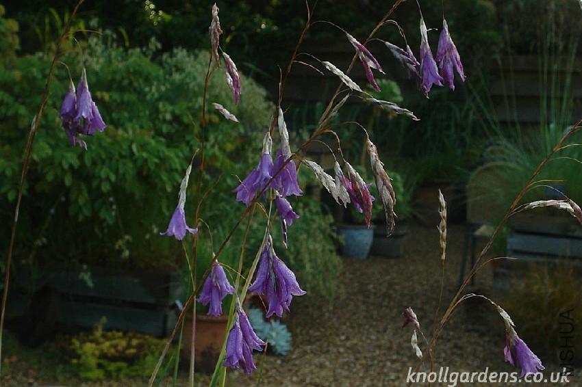 Dierama-Blue-Belle8724.jpg