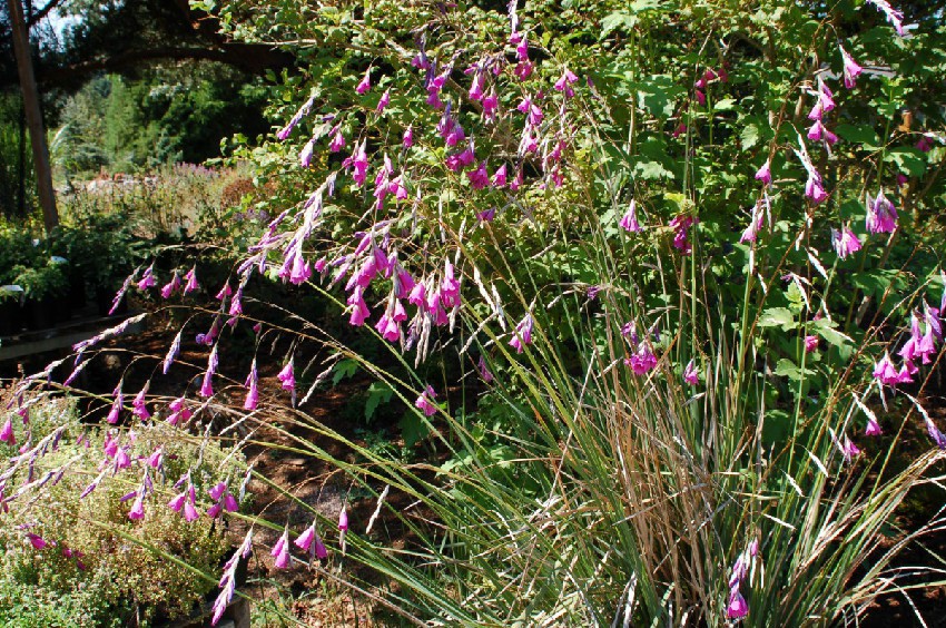 dierama-pulcherrimum-in.jpg