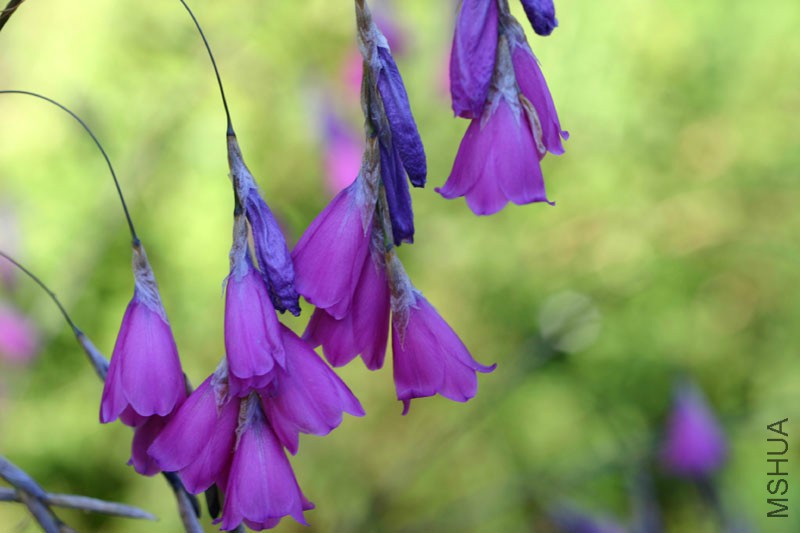 dierama-pulcherrimum-m.jpg