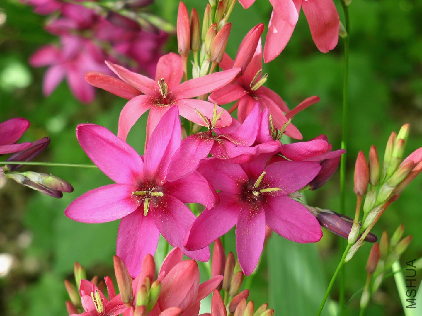 Ixia flowers pictures_.jpg