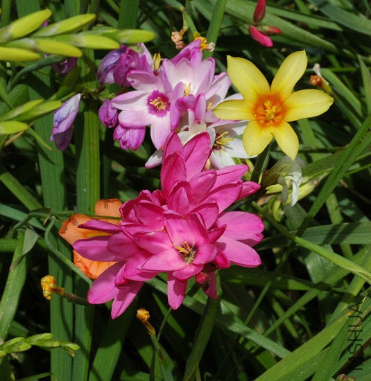 Ixia_hybrids_2006_msi2.jpg