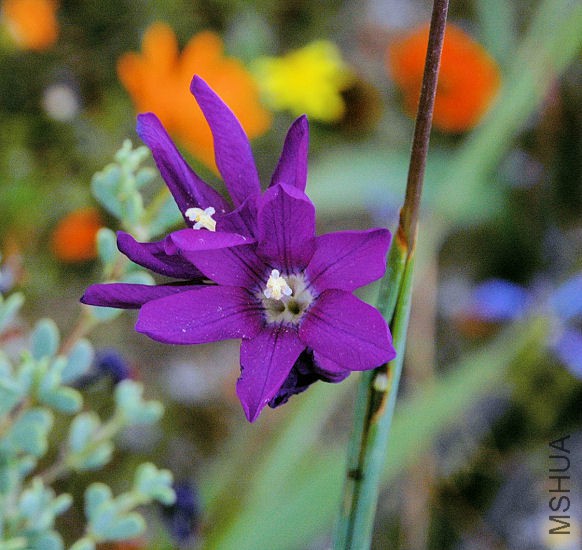 Ixia_latifolia_ramulosa_Nam_msi.jpg